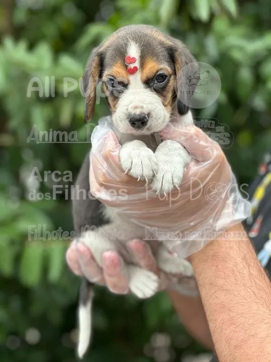 Beagle Miniatura Contrato de compra e venda com garantia - Foto 2