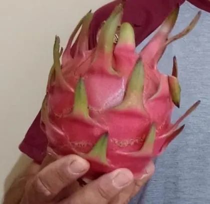 Vendo mudas pitayas vermelha Costa Rica  - Foto 3