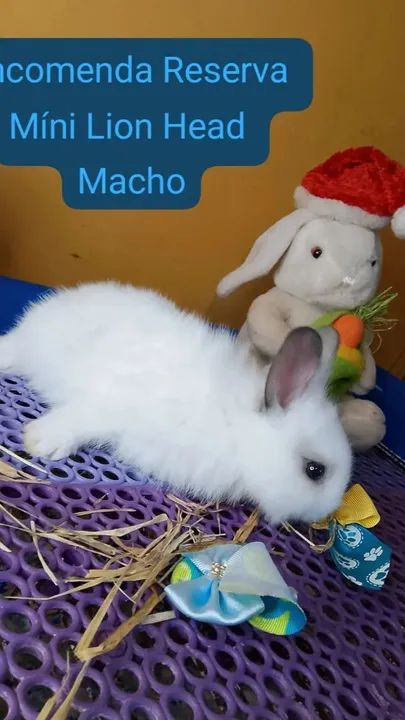 Mini Coelho Raças Variadas 