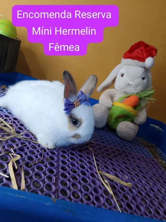 Mini Coelho Raças Variadas  - Foto 4