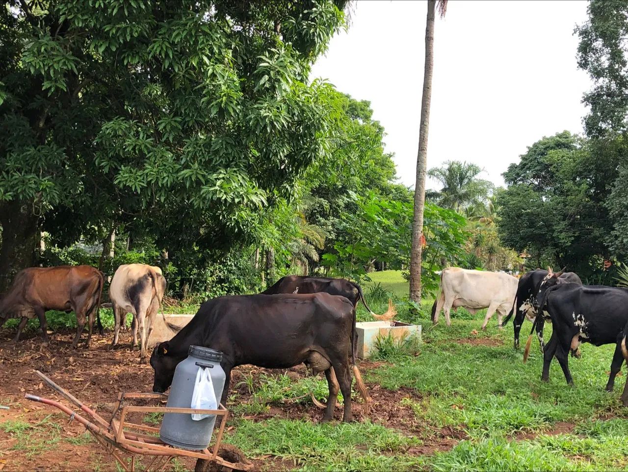 Vende-se Vacas de leite  - Foto 4