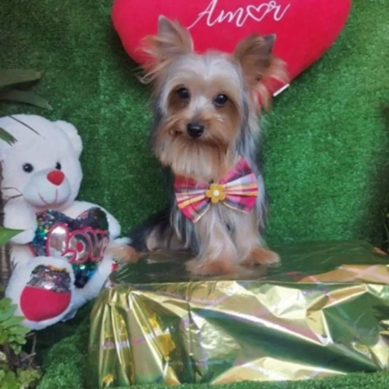 Vendo yorkshire terrier macho 8 meses