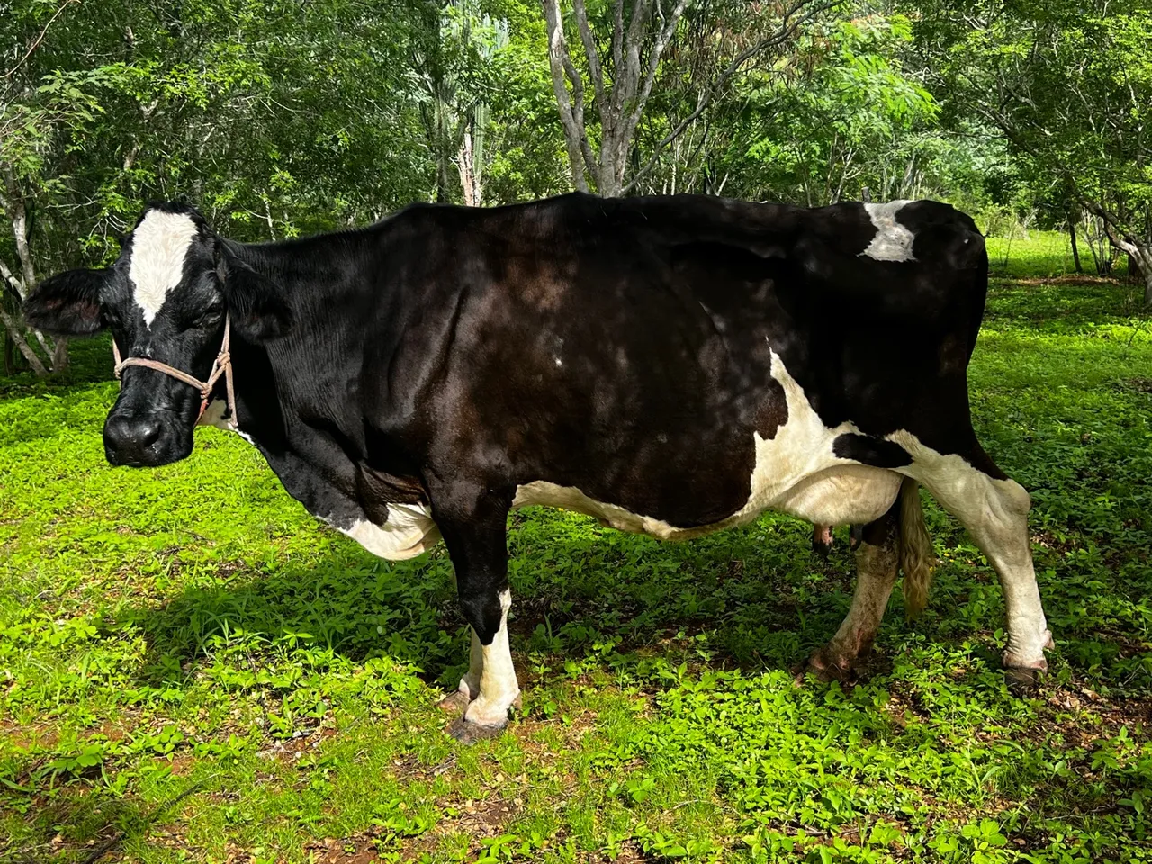 Vaca leiteira Barata? Aqui tem! 