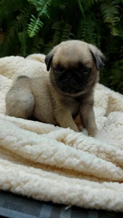 Pug Chamar whats * - Foto 3