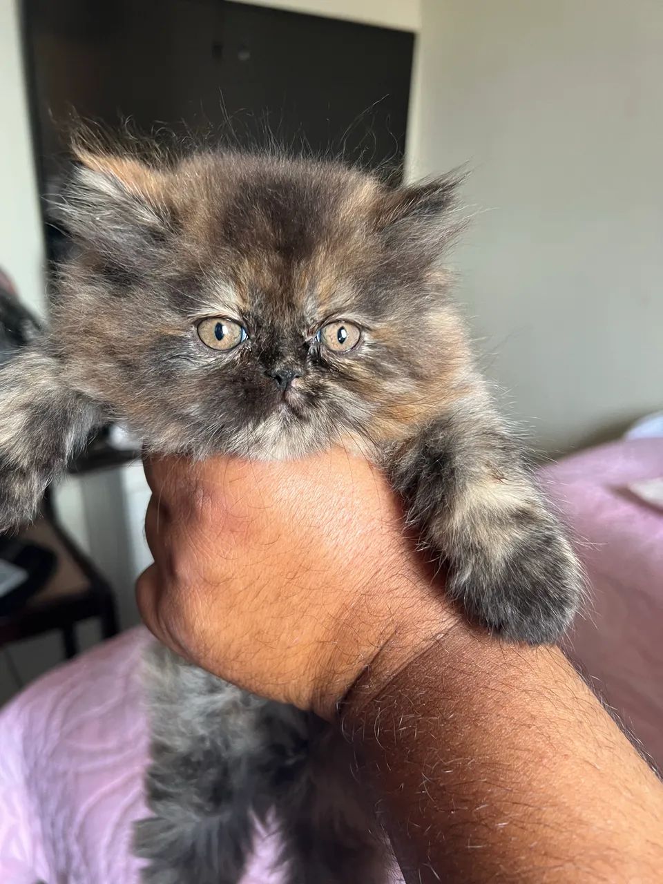 Filhote gato persa  - Foto 4