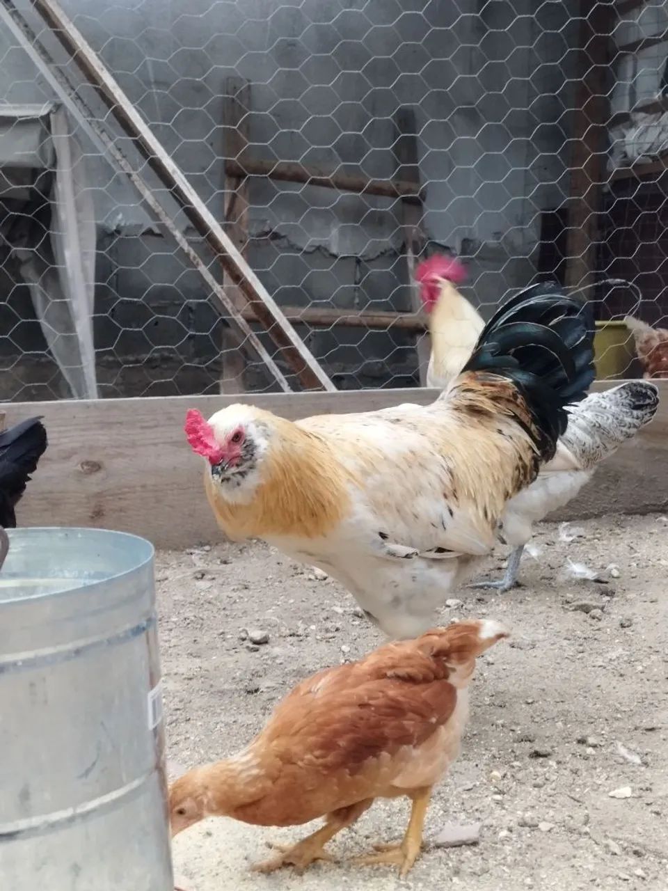 Galo Araucana lindo  - Foto 4