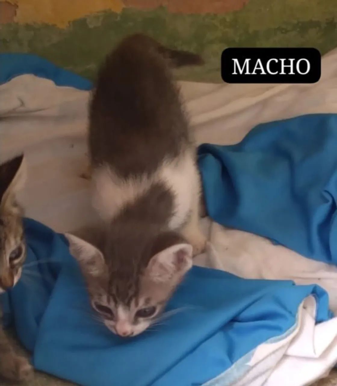 DOAÇÃO 3 FÊMEAS E 3 MACHOS - Foto 5