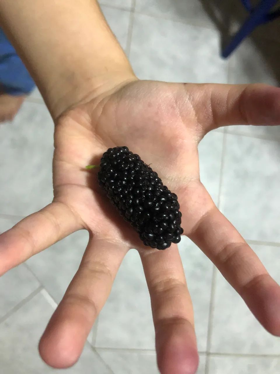 Mudas de amora gigante produzindo árvore frutífera de porte médio amoreira - Foto 5
