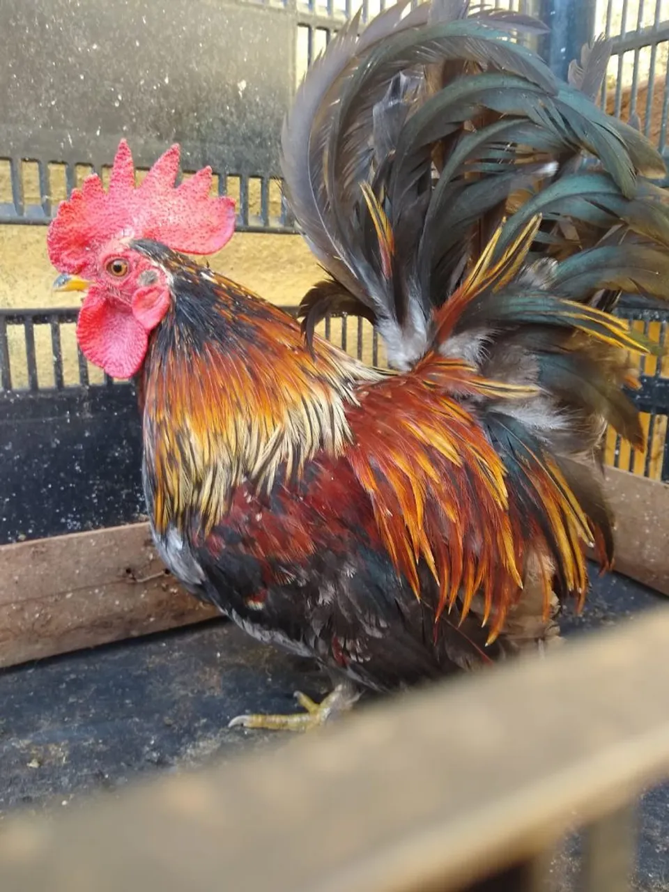Galo Ornamental