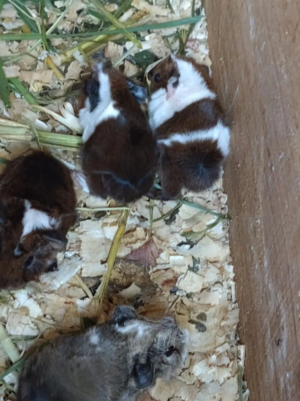 Vendo porquinho da india Peruano - Foto 2