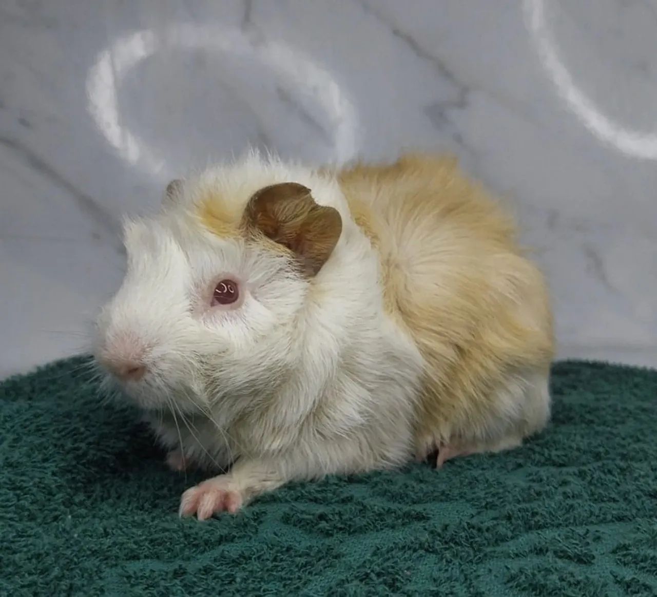 Porquinho abissinio fofo