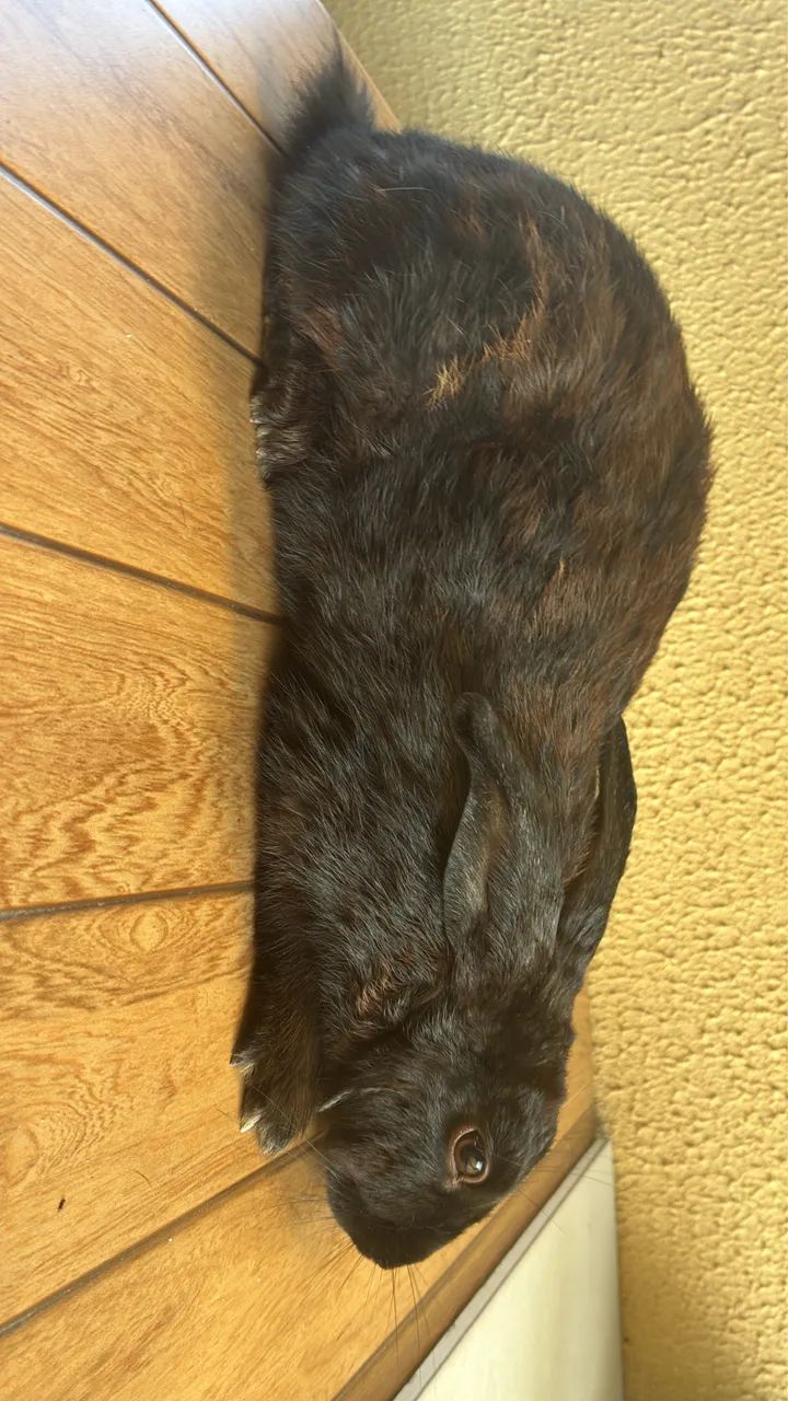 Coelha fêmea  - Foto 3