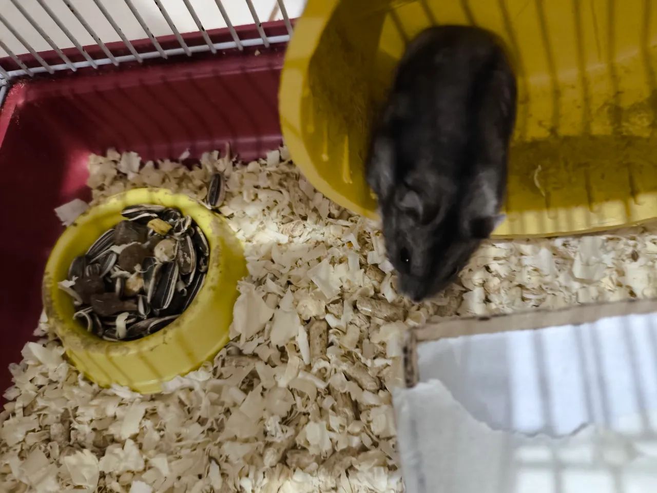 HamsterFilhote - Foto 3