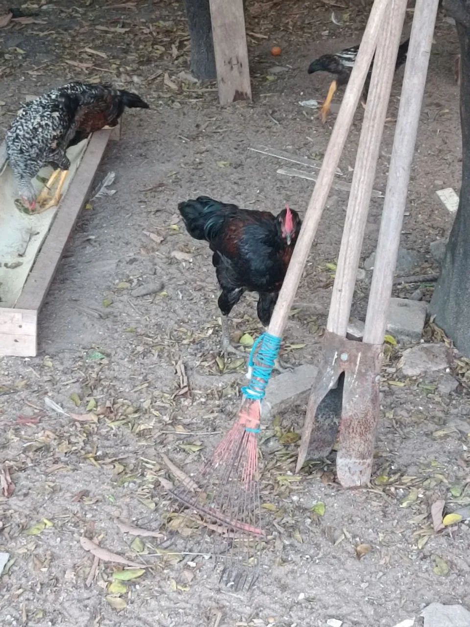 Frango caipira  - Foto 2