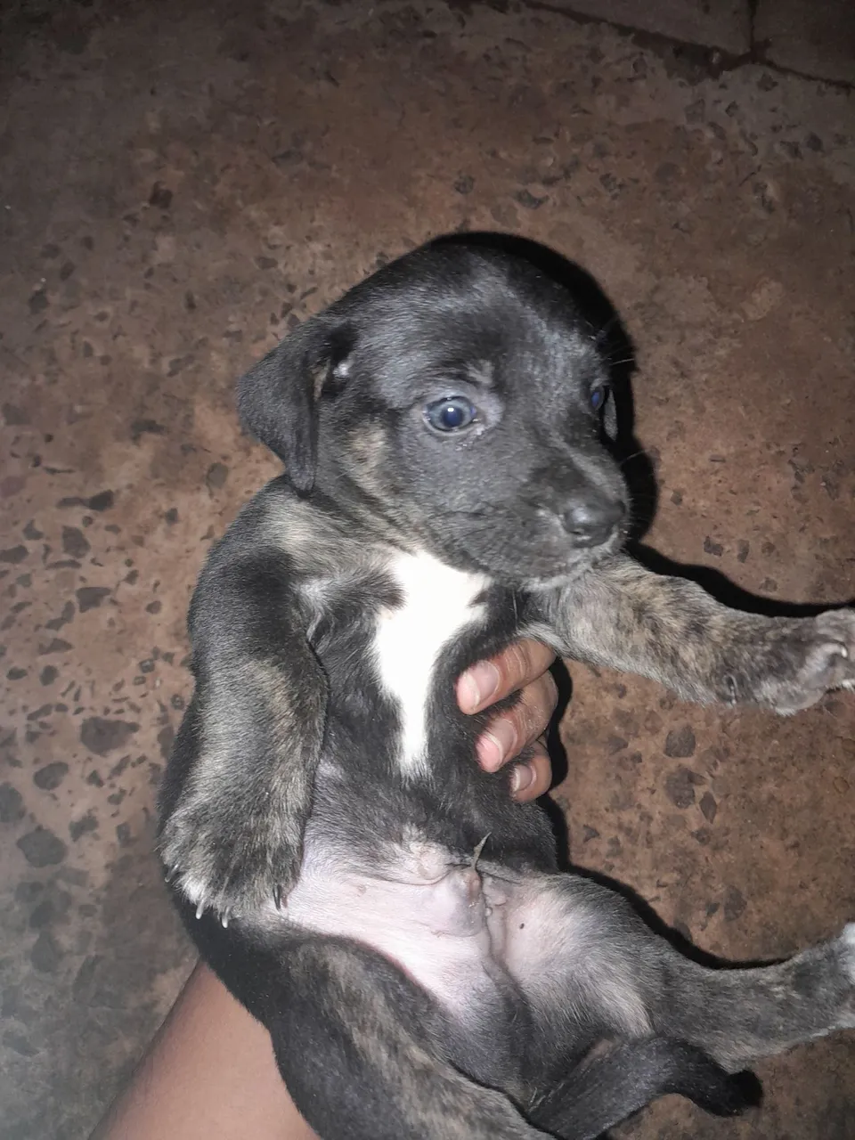 Cachorrinhos de 1 mês para adoção
