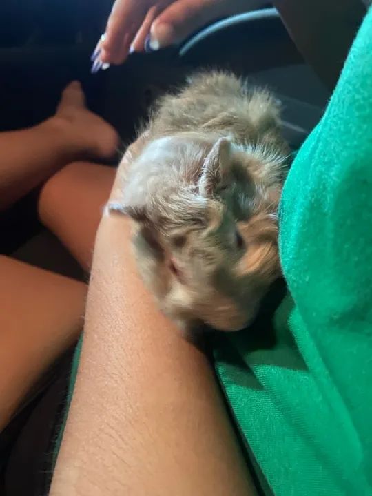 Porquinho da Índia - 2 meses  - Foto 4