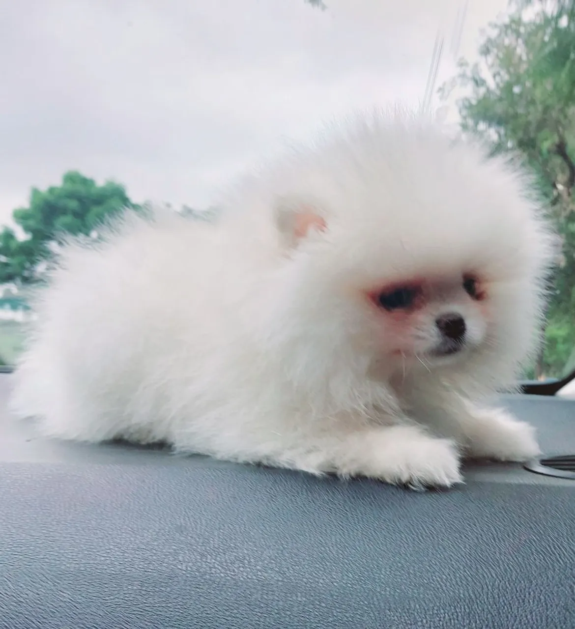 Lulu da pomerania 