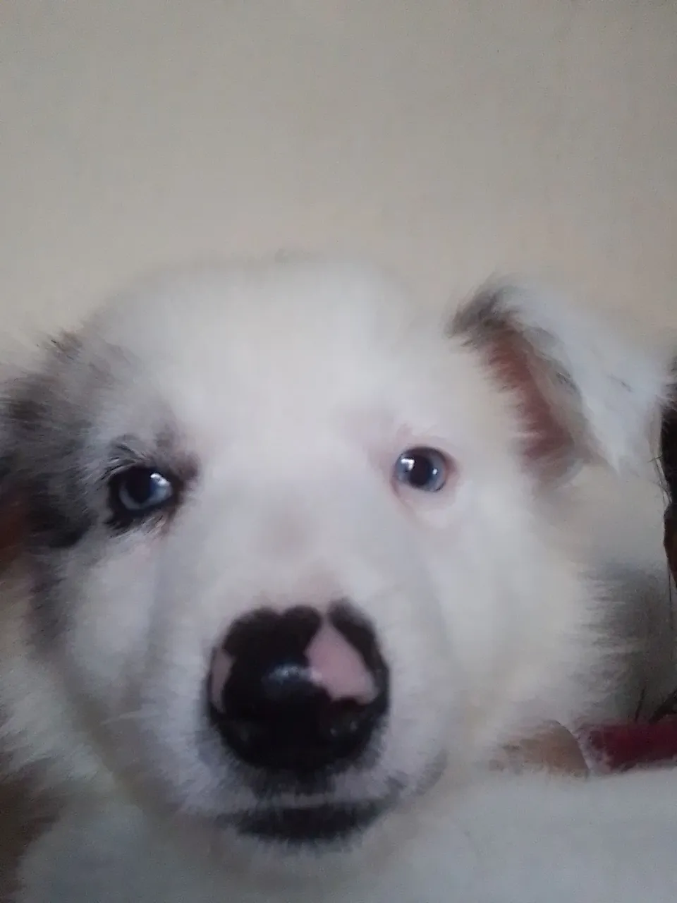 Filhote de Border Collie