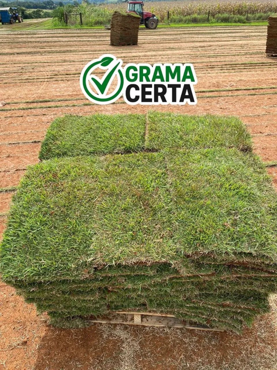 Grama Esmeralda - Foto 2