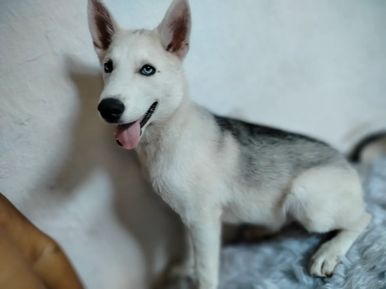 Filhote Husky Siberiano