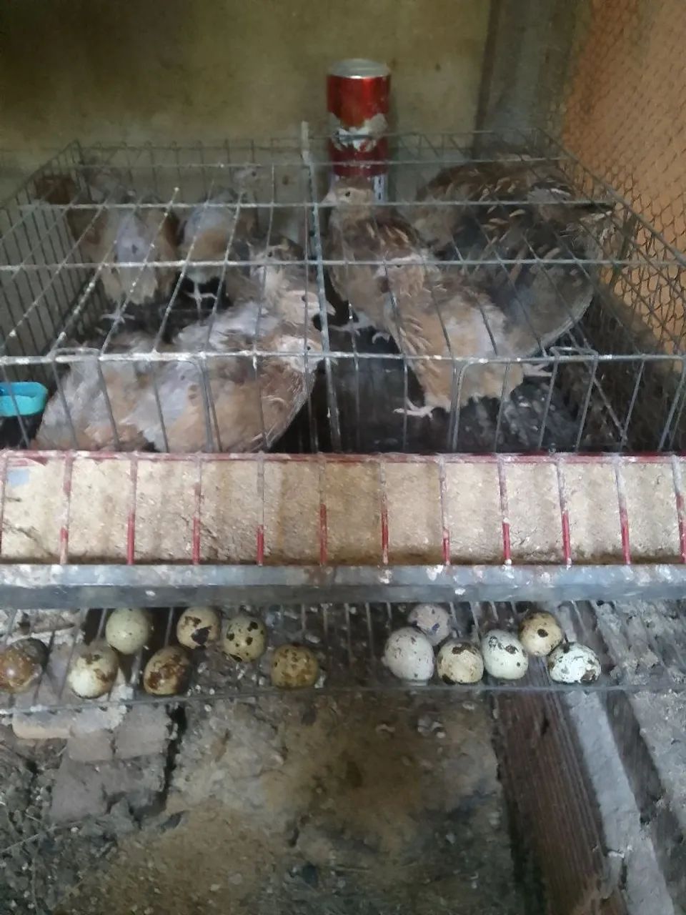 Vendo codornas femias a 15 e machos a 5 reais a sinba de 10