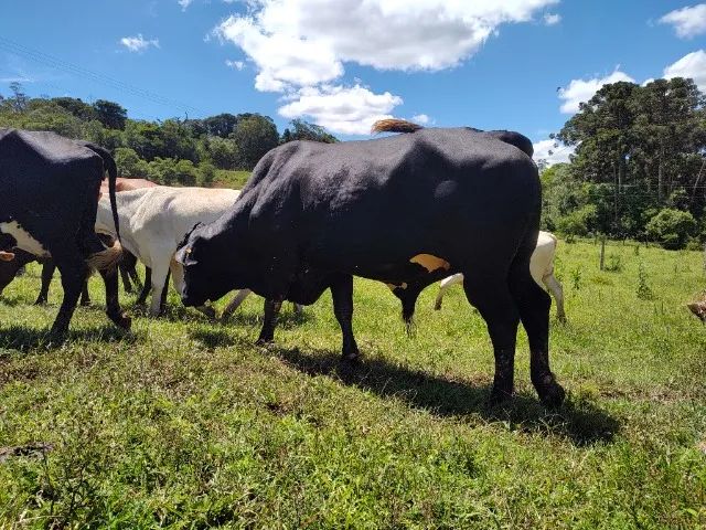 Boi Girolando Reprodutor  - Foto 4