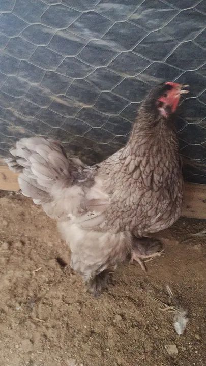 Vendo casal de Brahma  - Foto 4