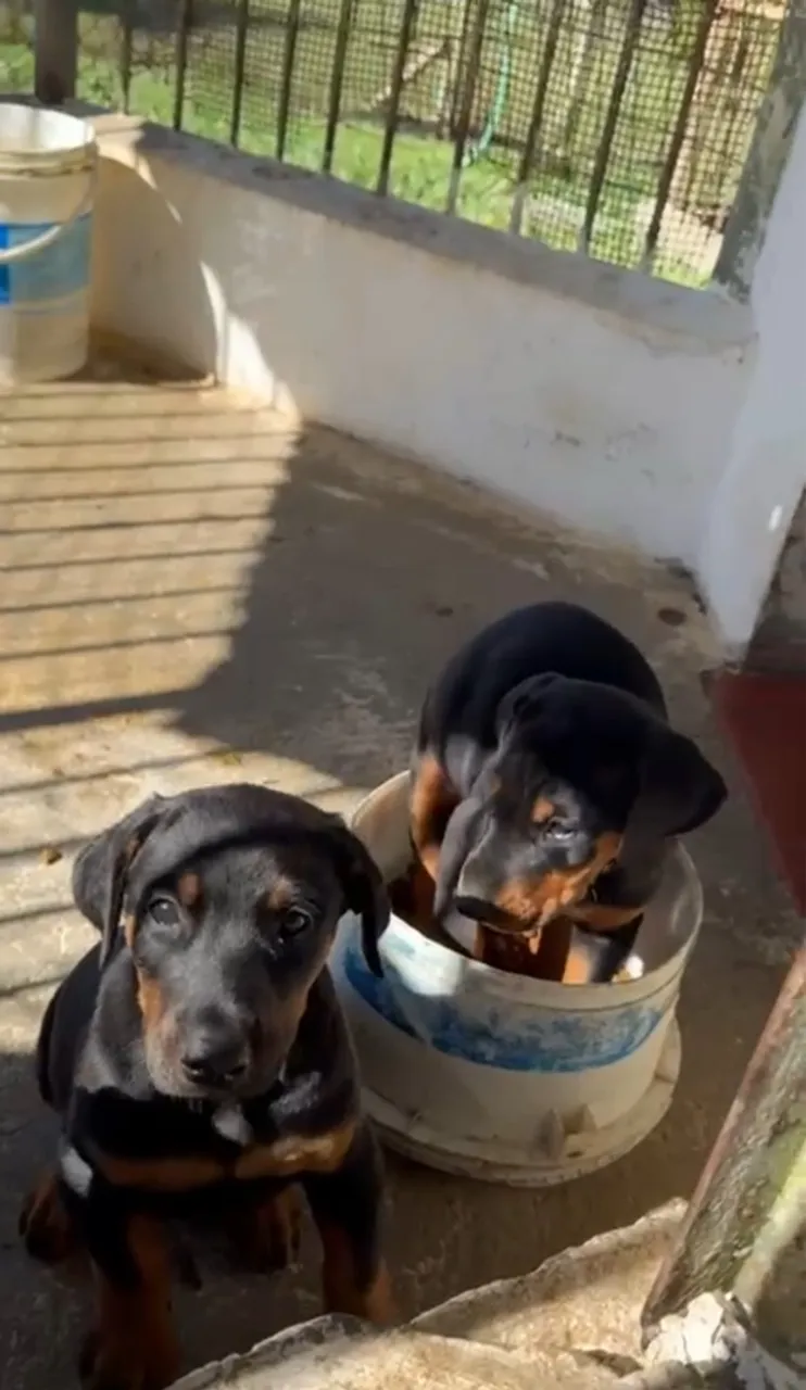 Filhotes de Doberman