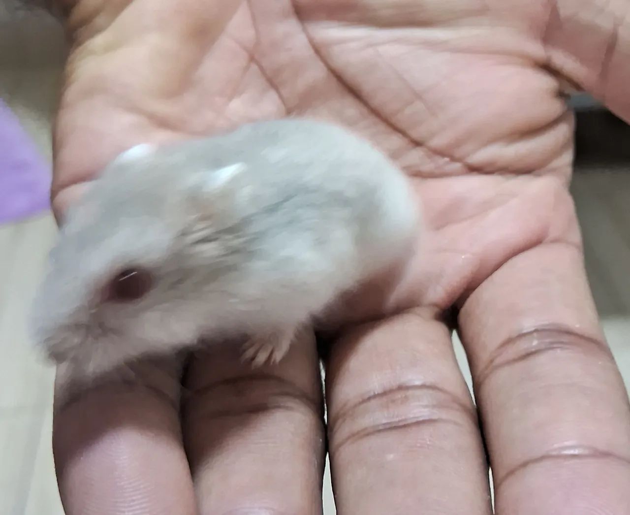 Hamster Anão Russo - Filhote - Foto 5