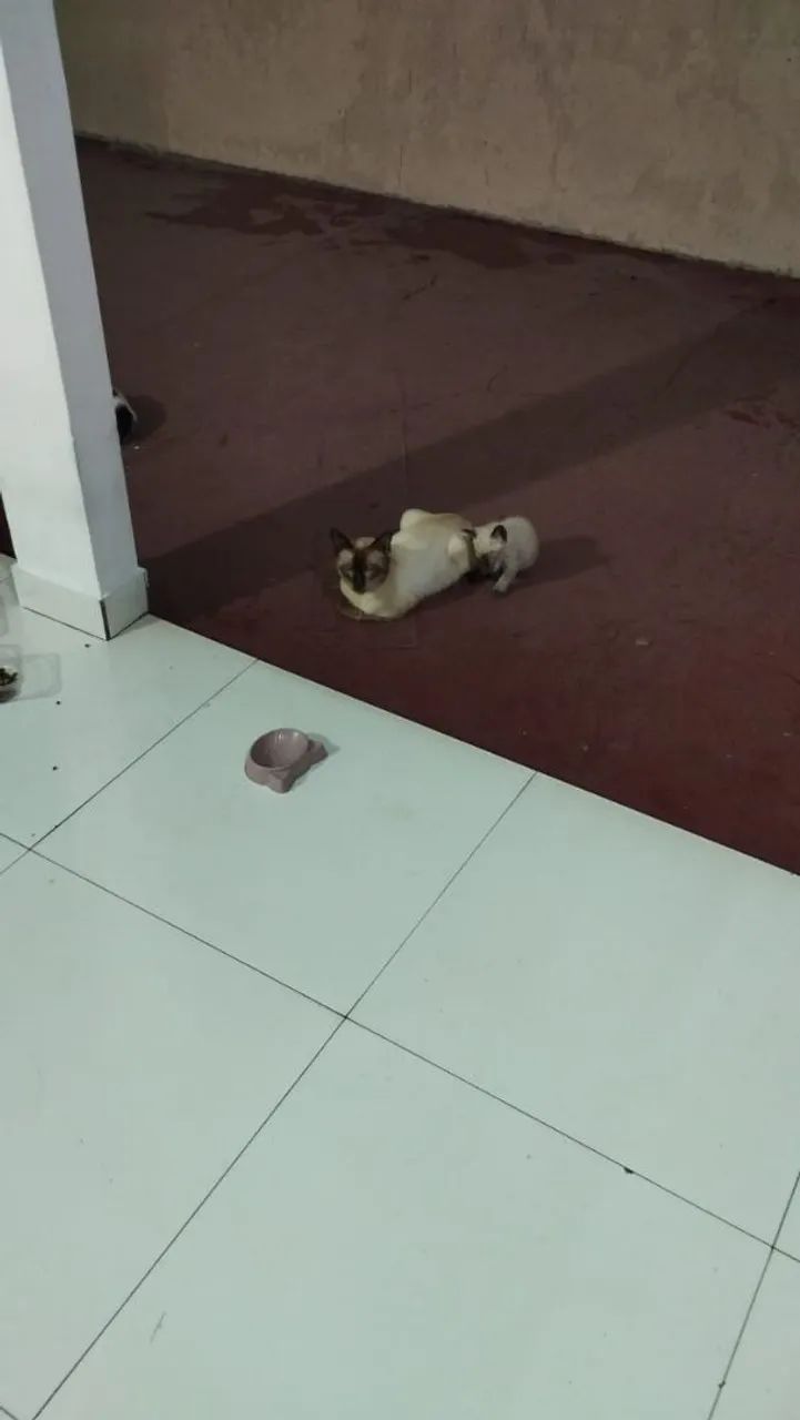 Gatinha para adoção  - Foto 2