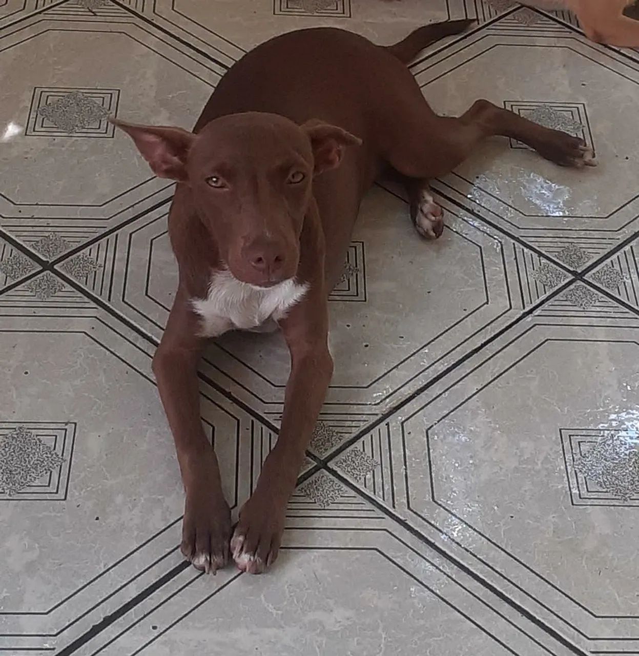 Cachorro fêmea de porte pequeno para adoção