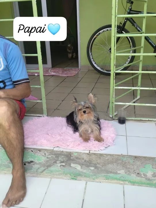 Yorkshire Terrier toy  procurando uma namorada  - Foto 3