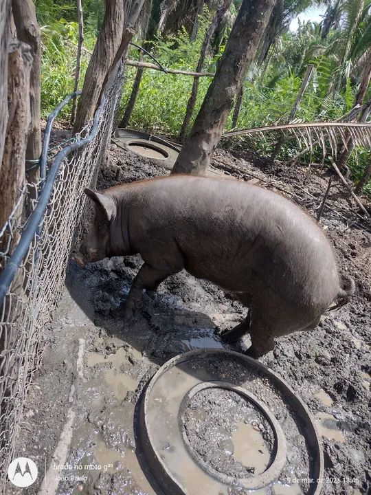 Para vender logo ...Reprodutor um casal..... - Foto 5