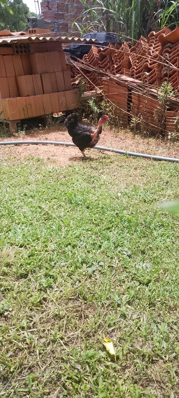 Míni galizes  - Foto 2