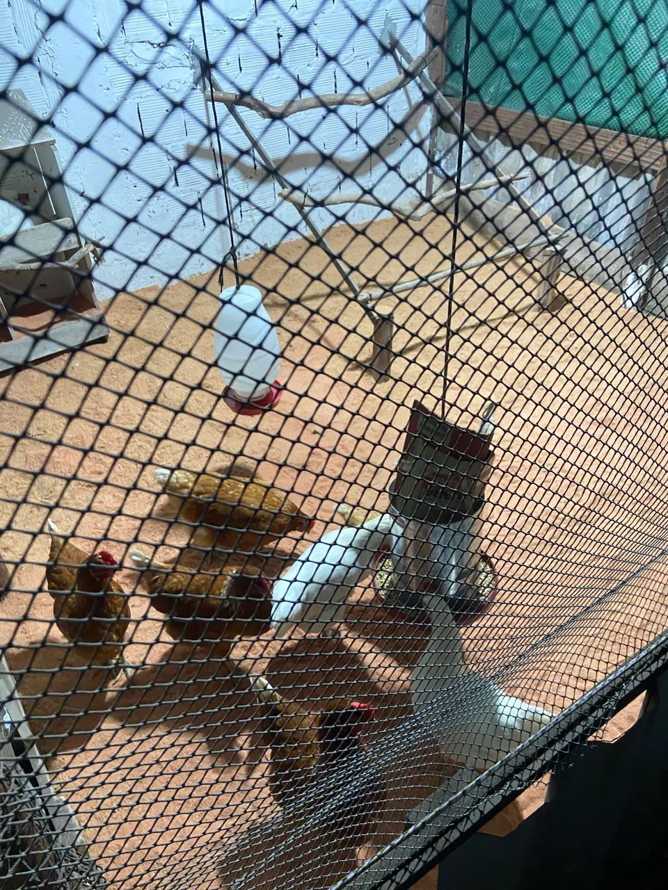 Galinhas poedeiras em postura  - Foto 4