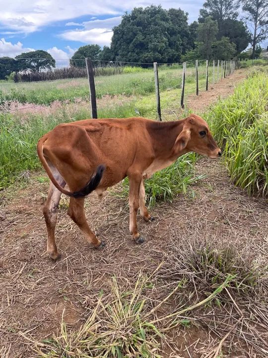 Vendo gado só vendo todos  - Foto 3