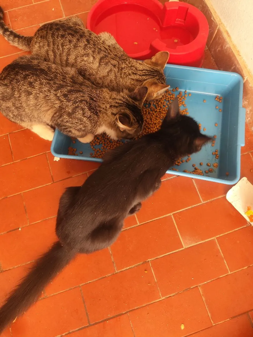 Gatinhos para adoção