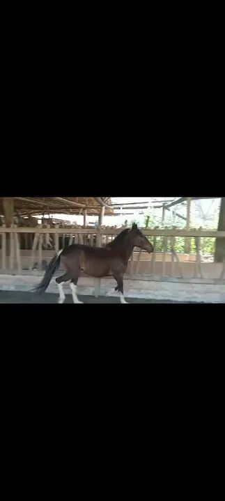 Potro pampa de preto . - Foto 5