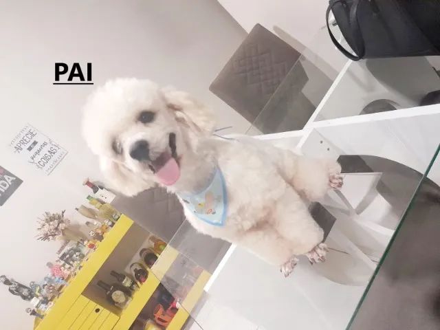 Filhote de Poodle número 1 - Foto 4