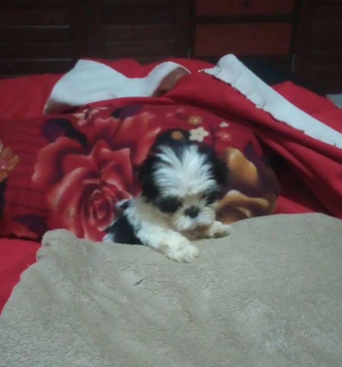 Shih Tzu filhote micro,2 meses já (Macho)