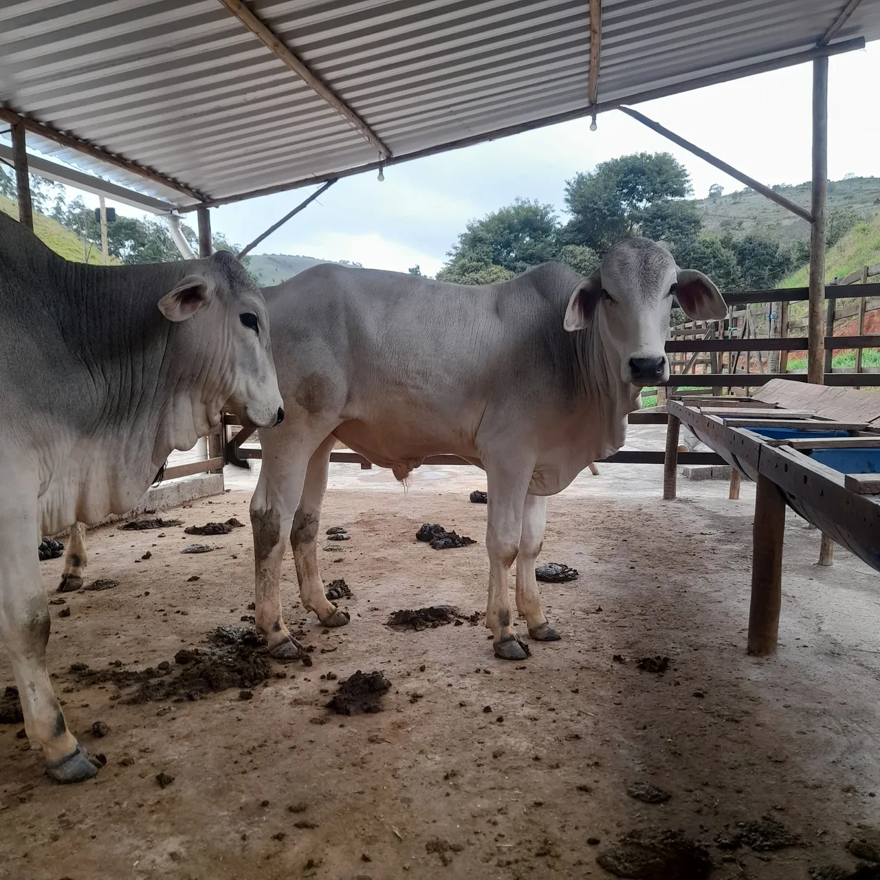 Vendo 3 garrote top de linha muito mansos 320@ troco em novilhas ou bezerras