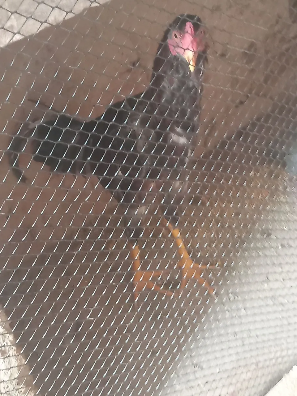 Frango índio mestiço