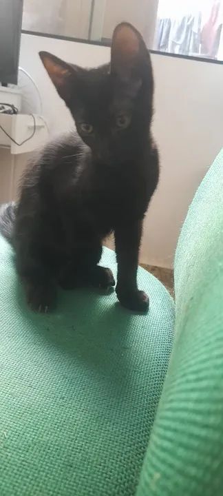 Doação de gato  - Foto 2