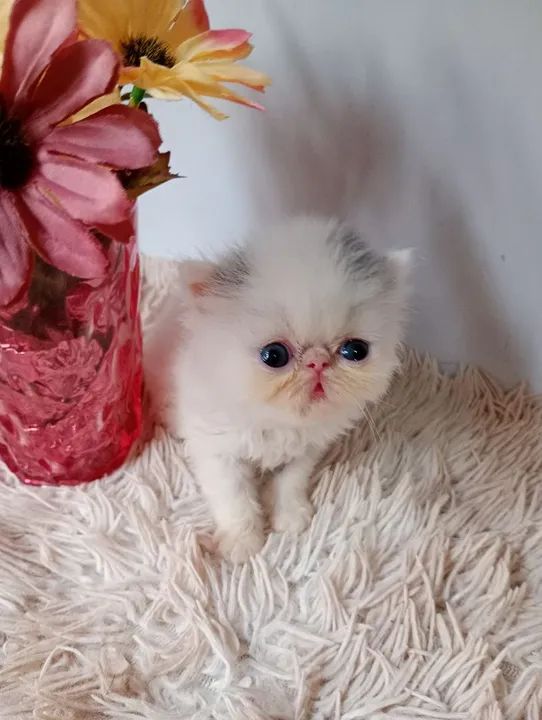 Gatinho Persa - Branco e Cinza