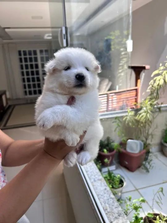 Filhote Samoiedo - Fofo e Brincalhão