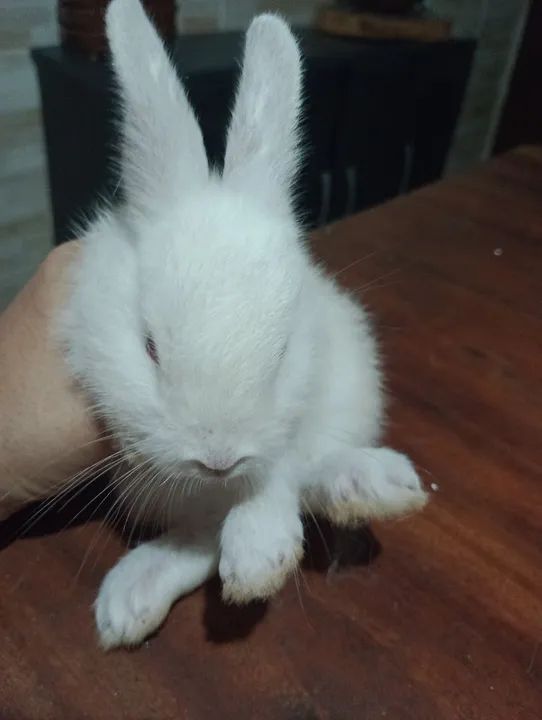 Coelhos filhotes e adultos. - Foto 2