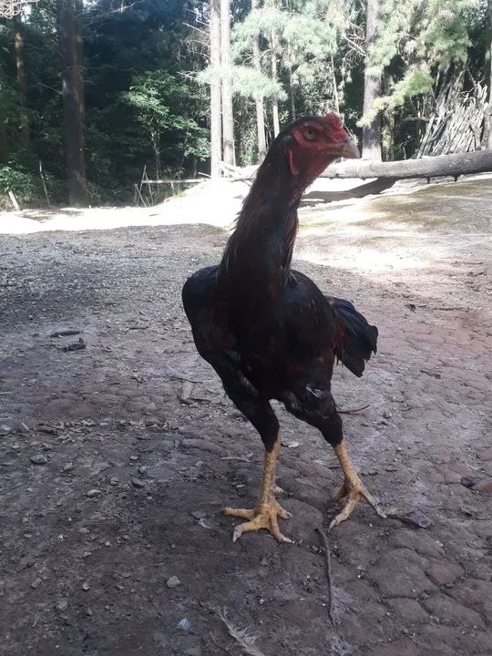 Frang caboclo  -  - Foto 2