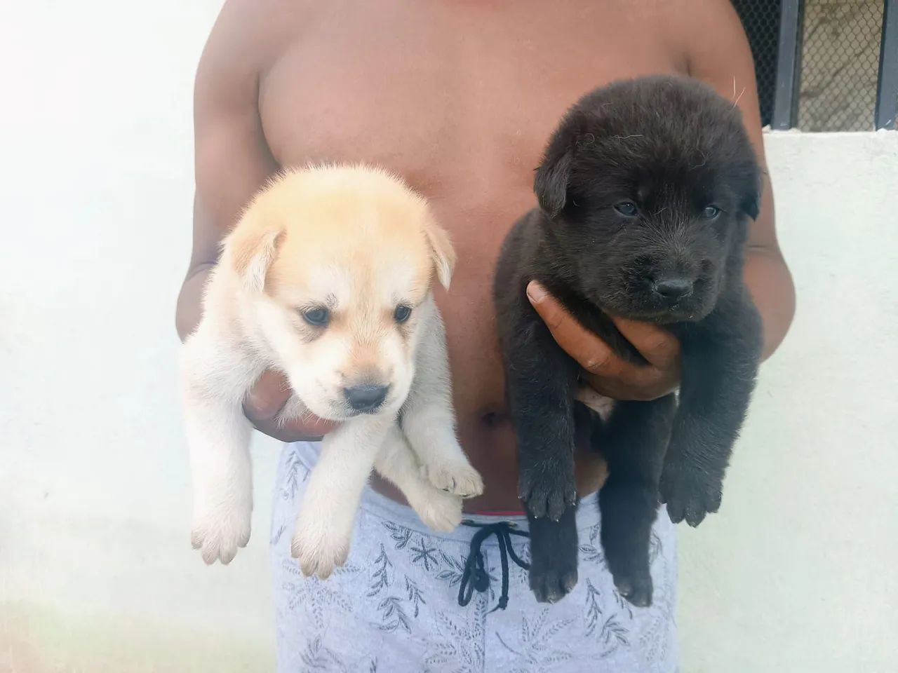 Filhote de cachorro Golden com Husky