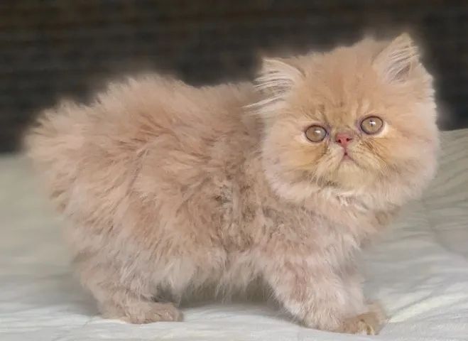 Show de Gato macho Persa filhote Creme macho pelo longo extremadissimo C/71 Dias lindo. - Foto 6