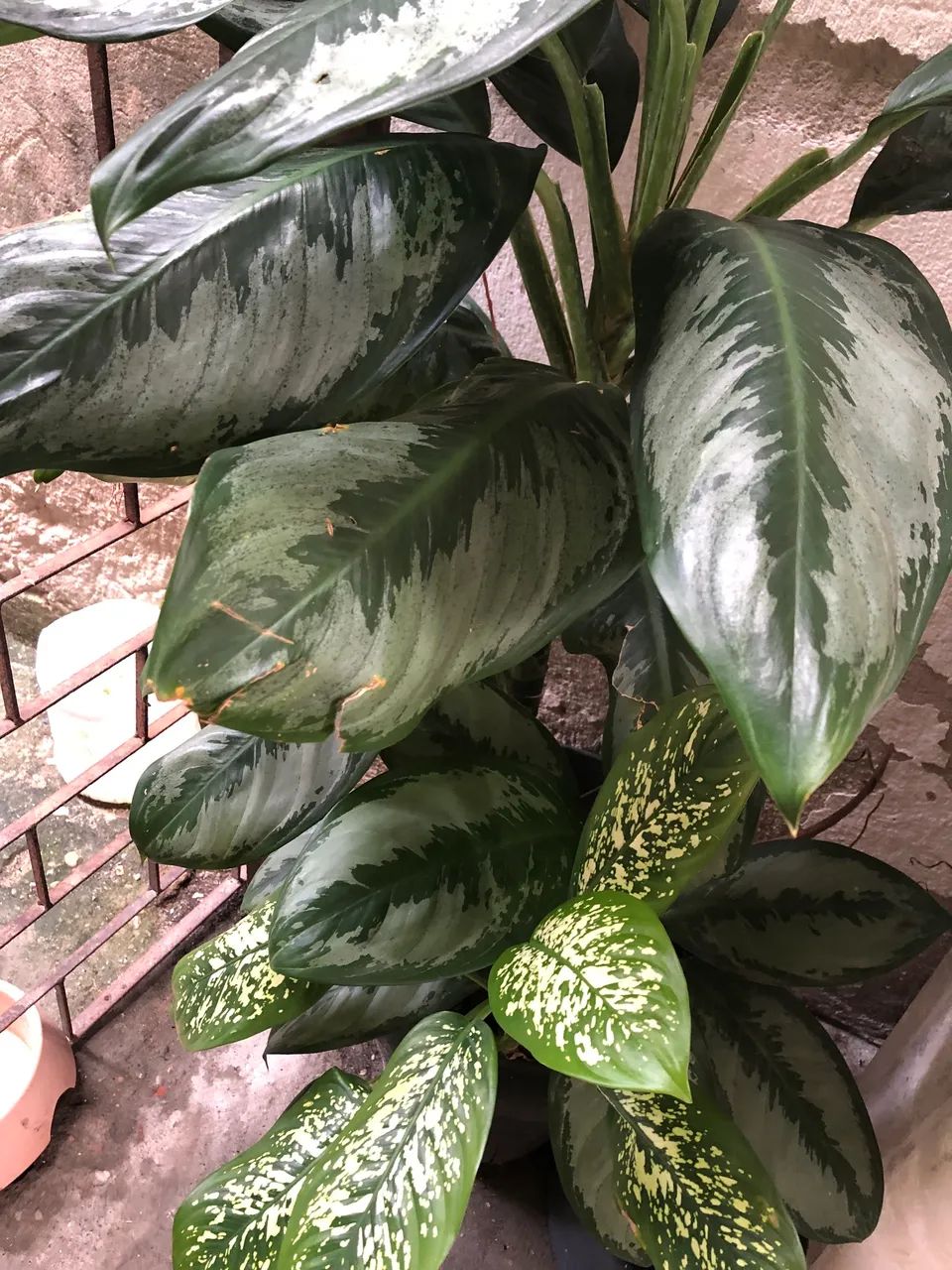 Planta comigo ninguém pode  - Foto 2